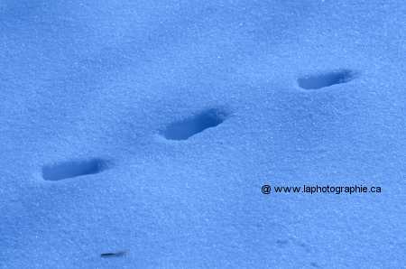 Photo de neige avec la mauvaise balance des blancs sur tungst�ne