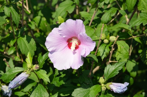 Photographie d'une fleur en mode automatique