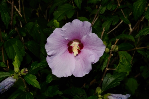 Photographie d'une fleur en mode manuel