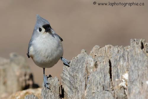 M�sange bicolore photographi�e avec la 300 mm F/4 VR