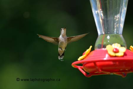 Photo d'un colibri en vol photographi� avec la Nikon AF-S 300mm f4