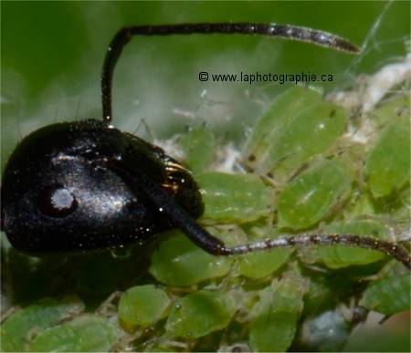 Portion d'une photgraphie prise avec l'objectif macro de 85mm