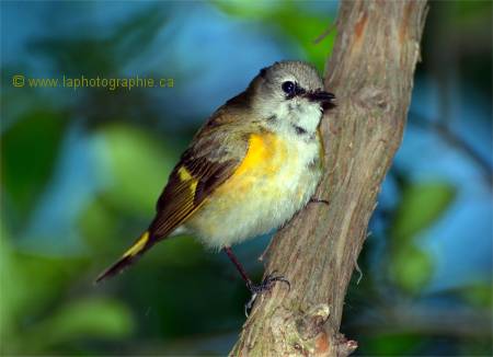 Photo de paruline flamboyante � 1/320 , f/6.3 , ISO 100 avec flash SB-700