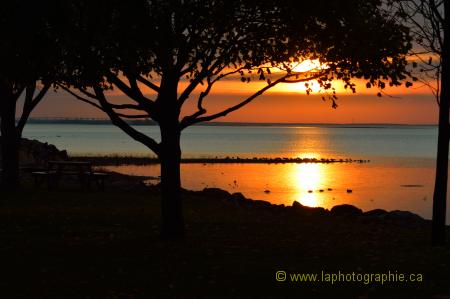 Photographie d'un arbre et d'un coucher de soleil
