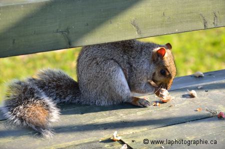 Photo d'un �cureuil au soleil prise sans flash
