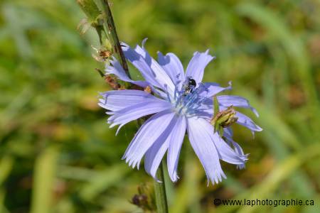 M�me fleur photographi�e � f/16.