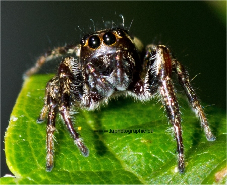 Macrophoto d'une araign�e