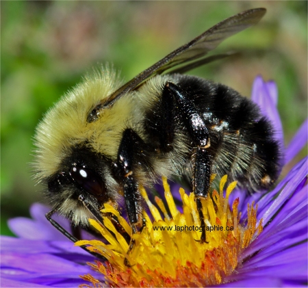Macrophotographie d'un bourdon