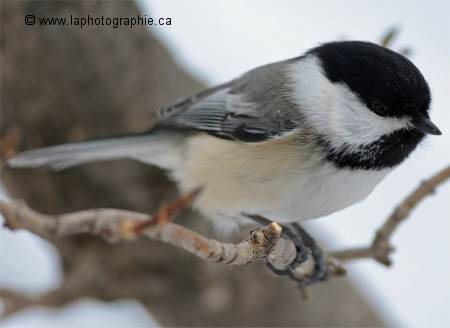 Photo � f/5 o� presque seule la t�te de la m�sange est claire