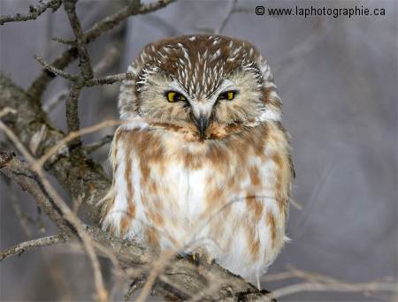 Photo d'une Petite Nyctale � 300mm, f/6.3, 1/320, � ISO 400