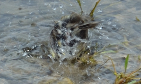 Photo d'un oiseau flou � cause des mouvements